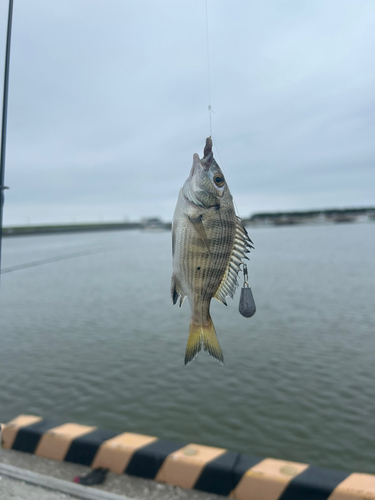 釣果