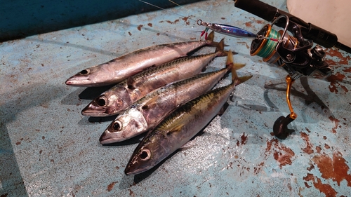 マサバの釣果