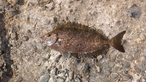 アイゴの釣果