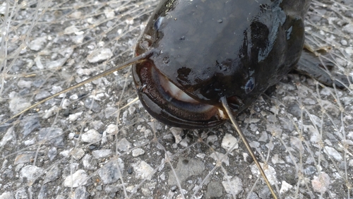 ナマズの釣果