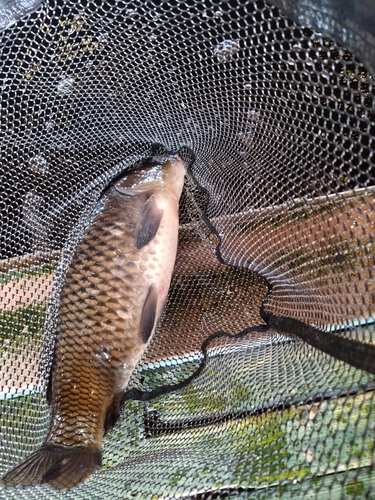 コイの釣果