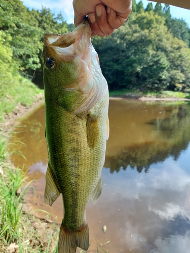 アコウの釣果