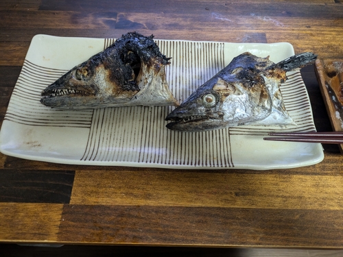 サワラの釣果