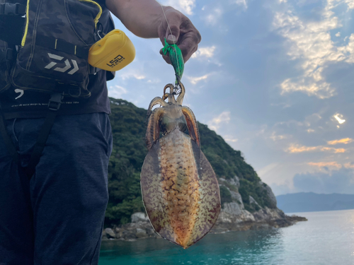 アオリイカの釣果