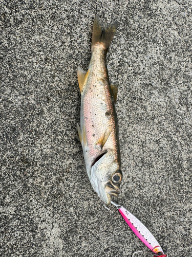 ムツの釣果