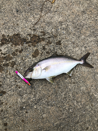 ショゴの釣果