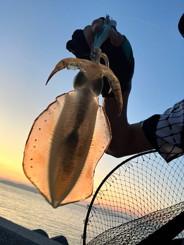 アオリイカの釣果