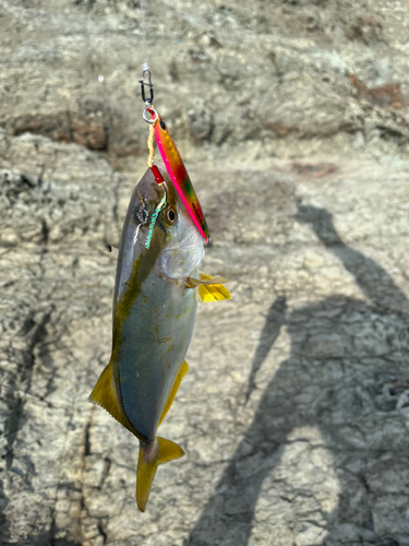 シオの釣果