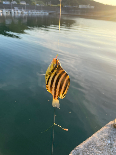 カゴカキダイの釣果