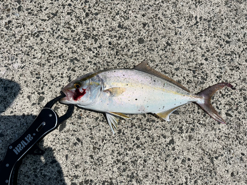 ネリゴの釣果