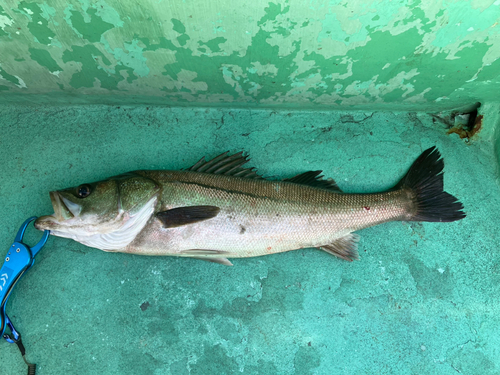 スズキの釣果