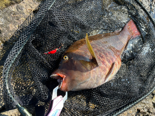 ブダイの釣果