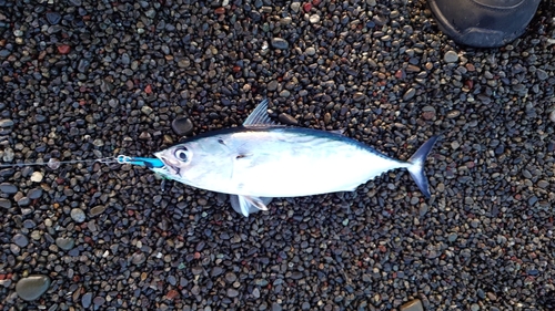 ソウダガツオの釣果