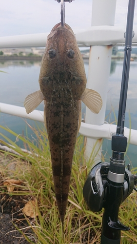 マゴチの釣果