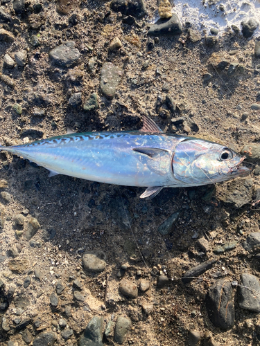 ソウダガツオの釣果