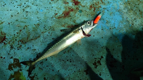 マサバの釣果