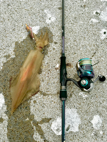 ケンサキイカの釣果