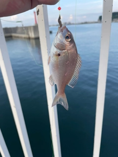 チャリコの釣果