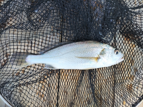 イシモチの釣果