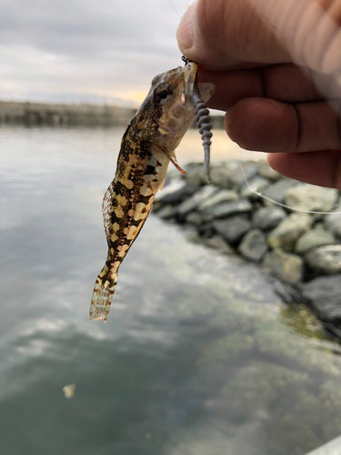 アナハゼの釣果