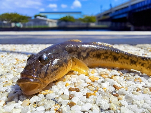 マハゼの釣果