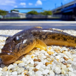 マハゼ