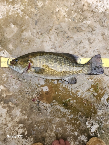 スモールマウスバスの釣果