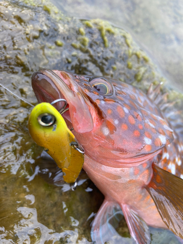 アコウの釣果