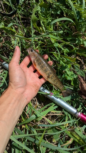 エゾイワナの釣果