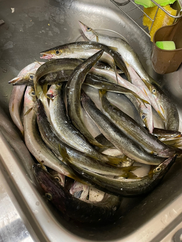 カマスの釣果