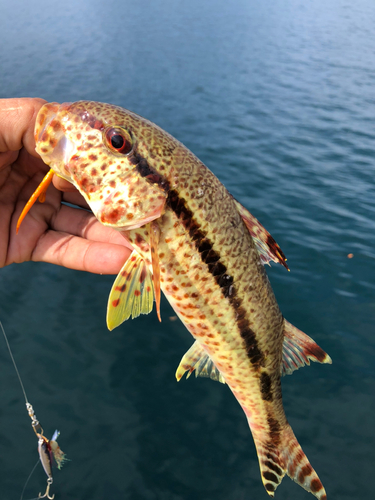 ヒメジの釣果