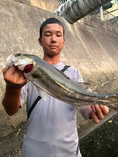 セイゴ（マルスズキ）の釣果