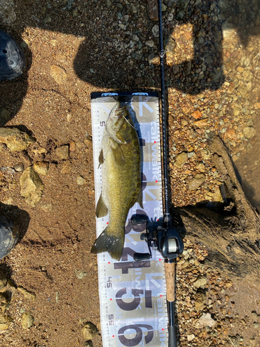 スモールマウスバスの釣果