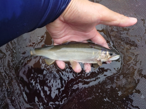 アユの釣果