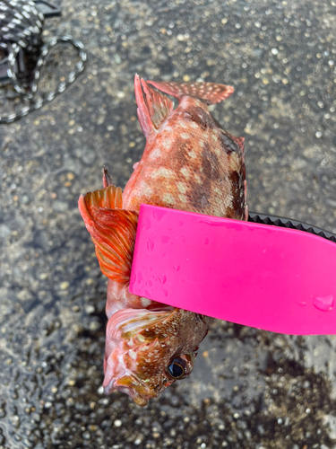 カサゴの釣果