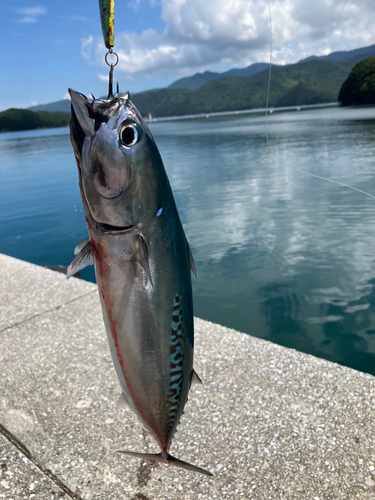 メジカの釣果