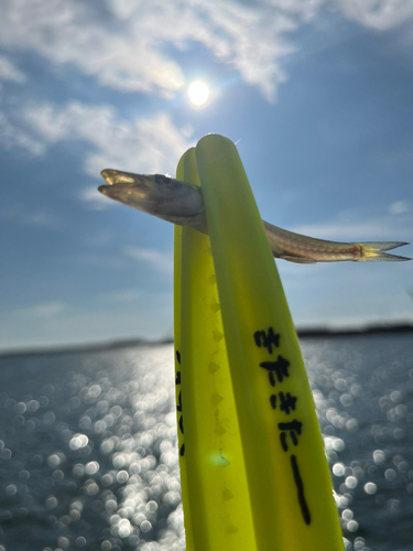 カマスの釣果