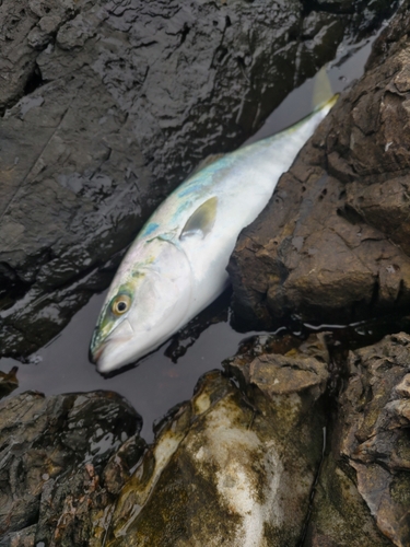 イナダの釣果