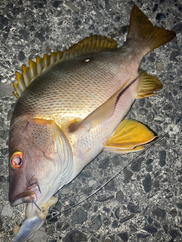 シブダイの釣果