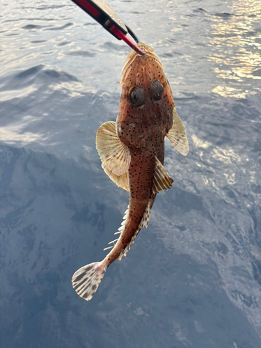 ワニゴチの釣果