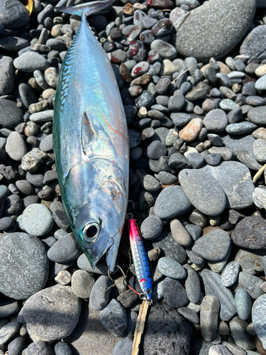 カツオの釣果