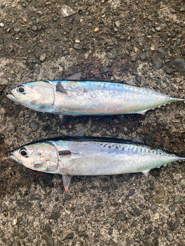 ソウダガツオの釣果