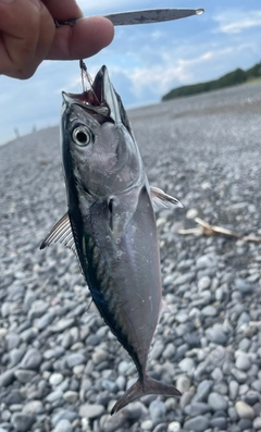 マルソウダの釣果