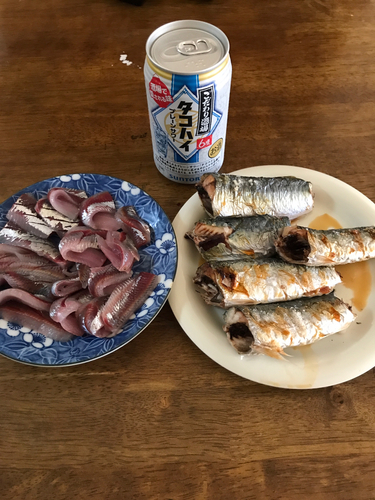 サバの釣果