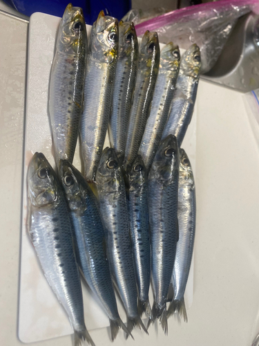 イワシの釣果