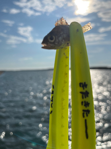 アイゴの釣果