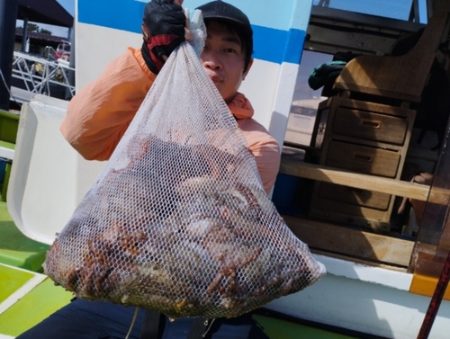 マダコの釣果