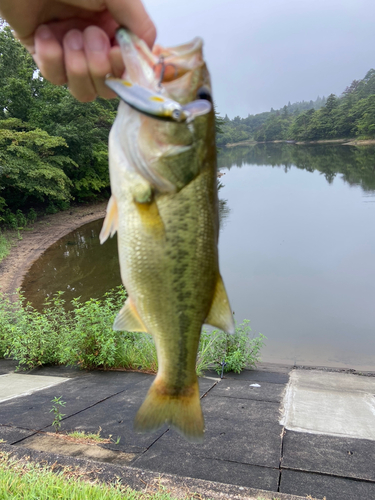 ラージマウスバスの釣果