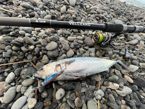 マルソウダの釣果