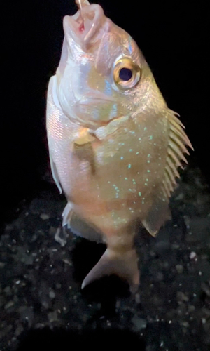 チャリコの釣果